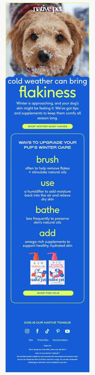 winter care tips every dog parent needs