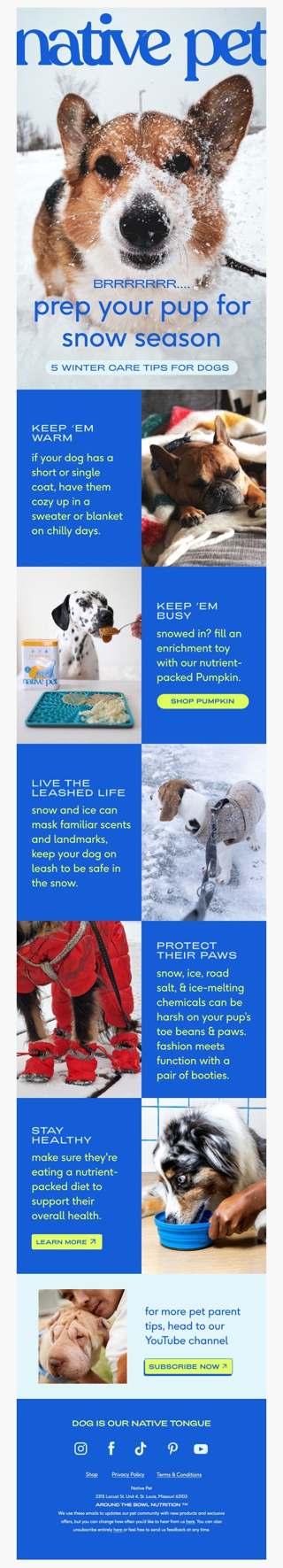 5 easy ways to care for your dog this winter
