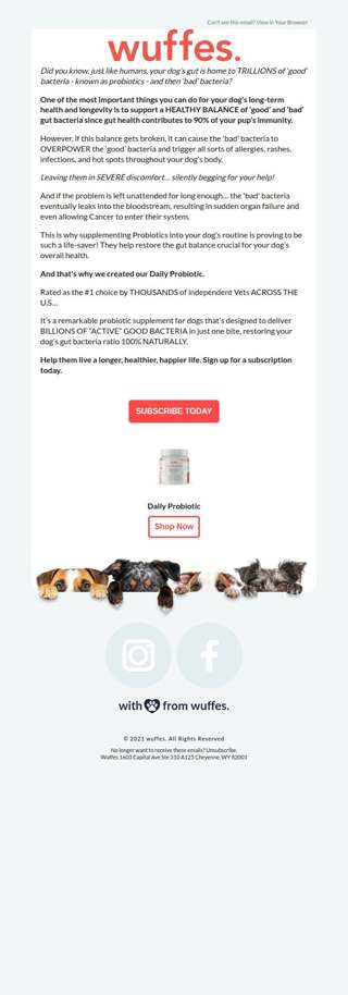 Why probiotics can save your dog’s life