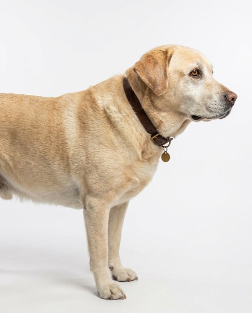dog_lab_01