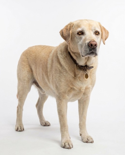 dog_lab_02