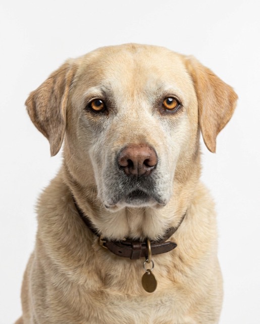 dog_lab_03