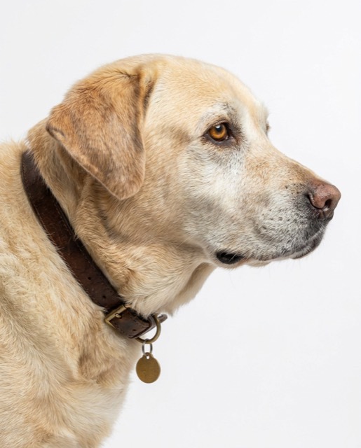 dog_lab_04