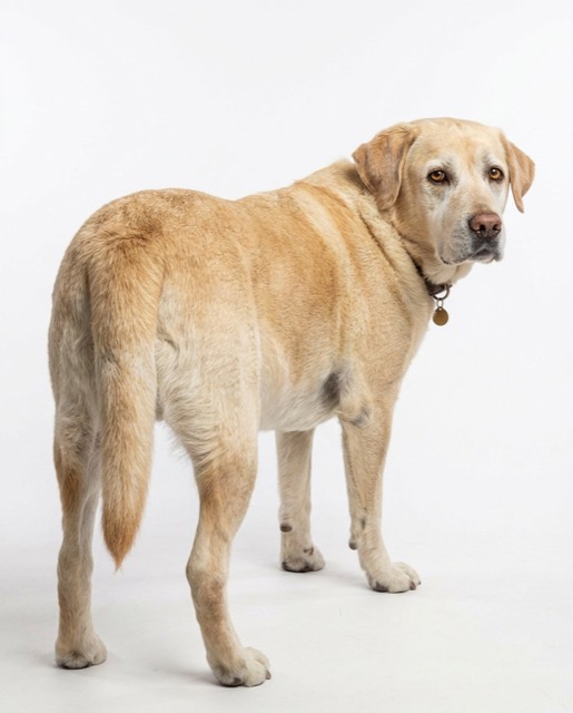 dog_lab_05